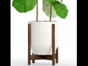 ficus lyrata trees 3D मॉडल