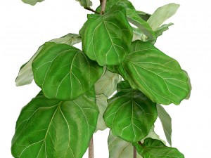 ficus lyrata trees 3D मॉडल
