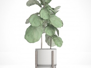 ficus lyrata trees 3D मॉडल