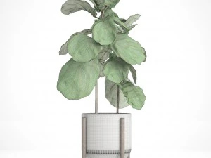 ficus lyrata trees 3D Model