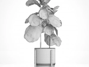 ficus lyrata trees 3D Model