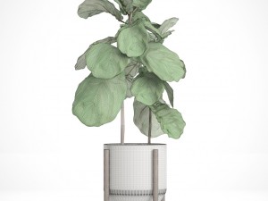 ficus lyrata trees 3D मॉडल