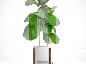 ficus lyrata trees 3D मॉडल