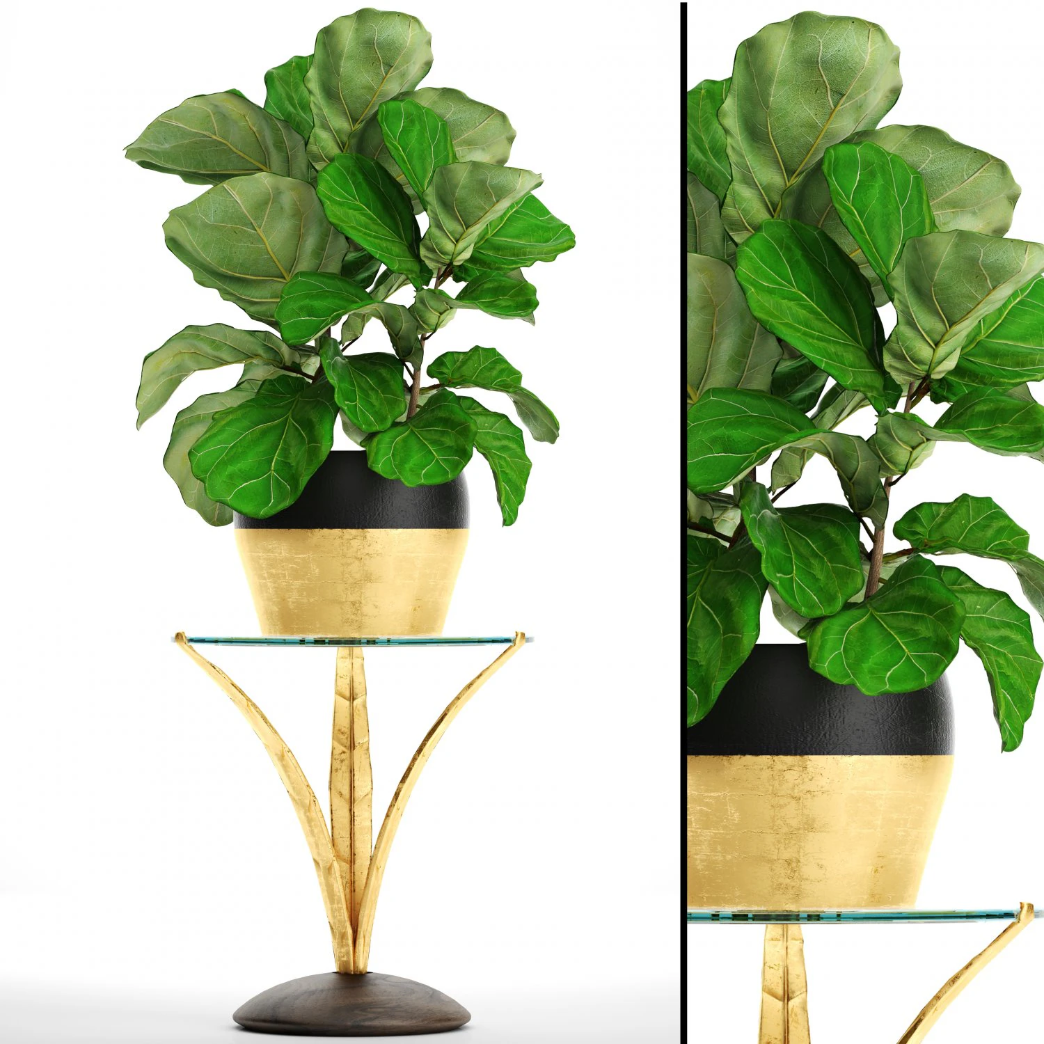 ficus lyrata trees 3D Model .c4d .max .obj .3ds .fbx .stl .blend