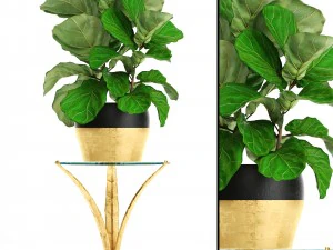 alberi di ficus lyrata Modello 3D