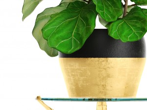 ficus lyrata trees Modelo 3D