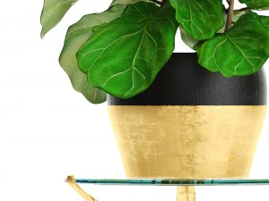 ficus lyrata trees 3D Model