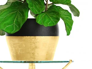 ficus lyrata trees 3D Model