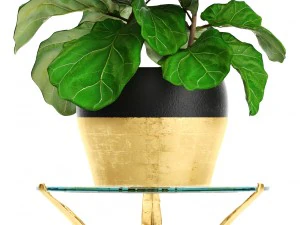 ficus lyrata trees 3D Model