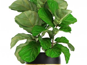 ficus lyrata trees Modelo 3D