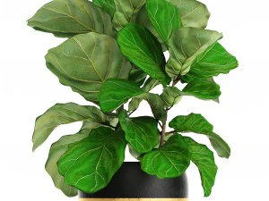 ficus lyrata trees 3D Model