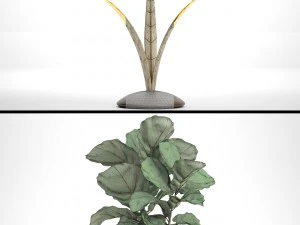 ficus lyrata trees 3D Model