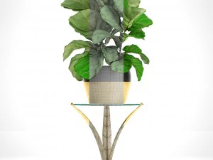 ficus lyrata trees 3D Model