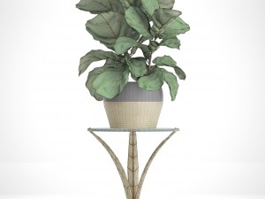 ficus lyrata trees Modelo 3D