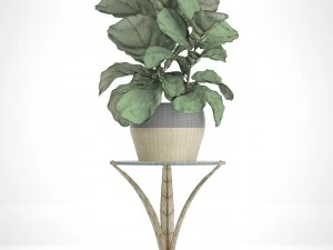 ficus lyrata trees 3D Model