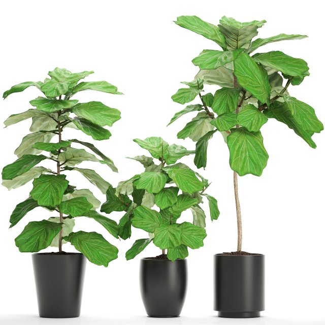 ficus lyrata trees Modèle 3D .c4d .max .obj .3ds .fbx .stl .blend 