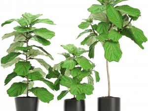 arbres ficus lyrata Modèle 3D