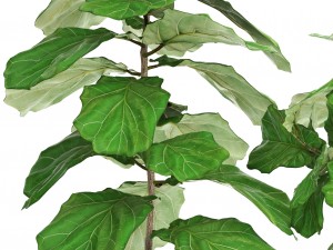 ficus lyrata trees Modèle 3D