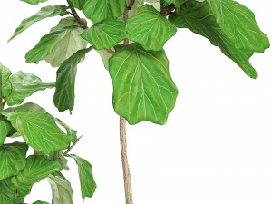 ficus lyrata trees Modèle 3D
