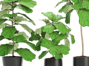 ficus lyrata trees Modèle 3D