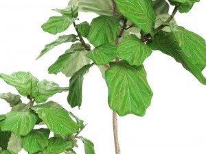 ficus lyrata trees Modèle 3D