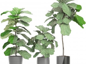 ficus lyrata trees Modèle 3D