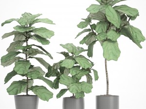 ficus lyrata trees Modèle 3D