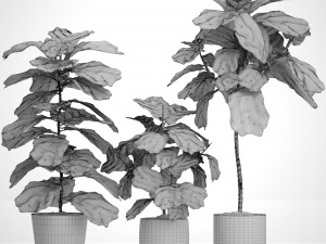 ficus lyrata trees Modèle 3D
