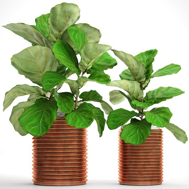 ficus lyrata trees Modelo 3D .c4d .max .obj .3ds .fbx .stl .blend 