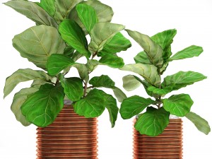 ficus lyrata trees 3D Model