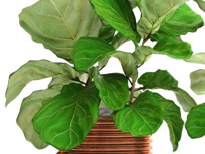 ficus lyrata trees 3D Model