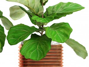 ficus lyrata trees Modelo 3D