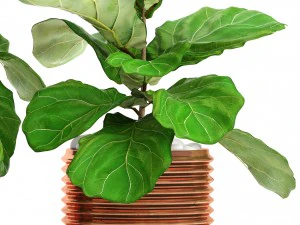 ficus lyrata trees 3D Model