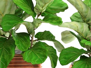 ficus lyrata trees 3D Model