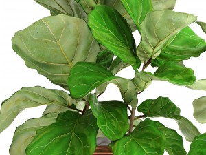 ficus lyrata trees Modelo 3D