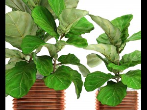 ficus lyrata trees Modelo 3D