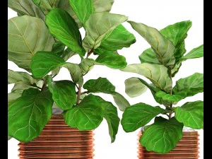 ficus lyrata trees 3D Model