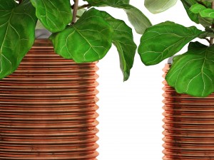 ficus lyrata trees Modelo 3D