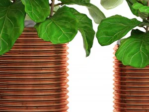ficus lyrata trees 3D Model