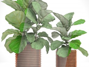 ficus lyrata trees Modelo 3D