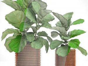 ficus lyrata trees 3D Model