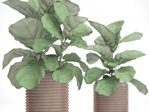 ficus lyrata trees 3D Model