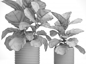 ficus lyrata trees Modelo 3D