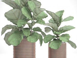 ficus lyrata trees Modelo 3D