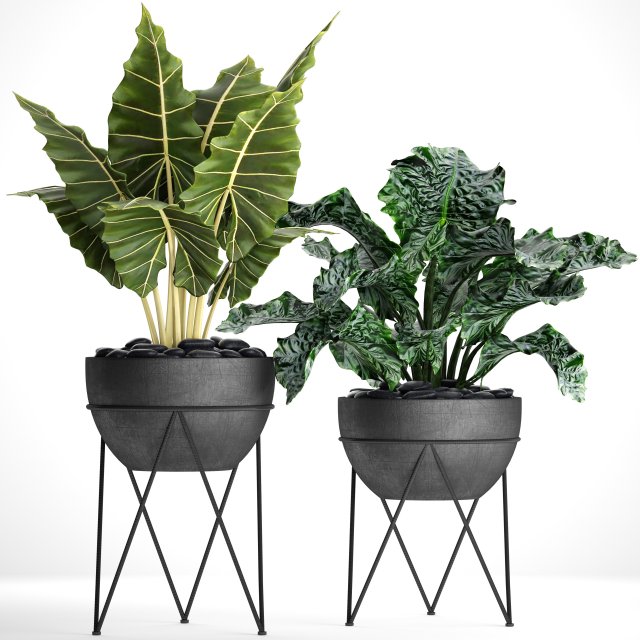 plants collection pot Modèle 3D .c4d .max .obj .3ds .fbx .stl .blend 