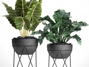 plants collection pot 3Dモデル