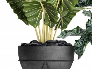 plants collection pot Modèle 3D