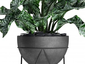 plants collection pot Modèle 3D