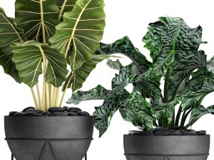 plants collection pot Modèle 3D