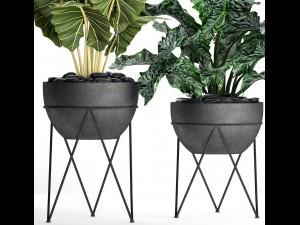 plants collection pot Modèle 3D